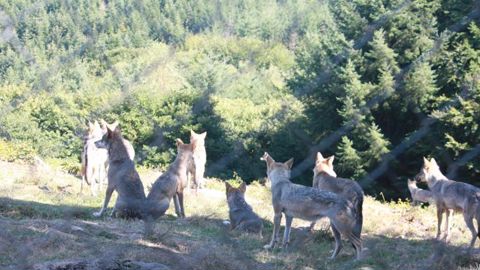 Un zoo du Tarn fermé après la fuite d’une meute de loups Un zoo du Tarn fermé après la fuite d’une meute de loups