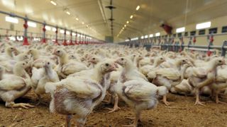 Les abattages de volailles ont reculé en octobre Les abattages de volailles ont reculé en octobre