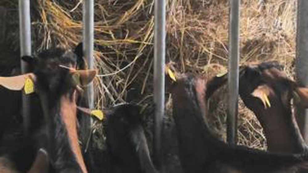 Ça s’active dans les étables