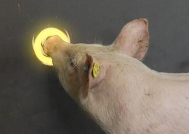 playing with pigs