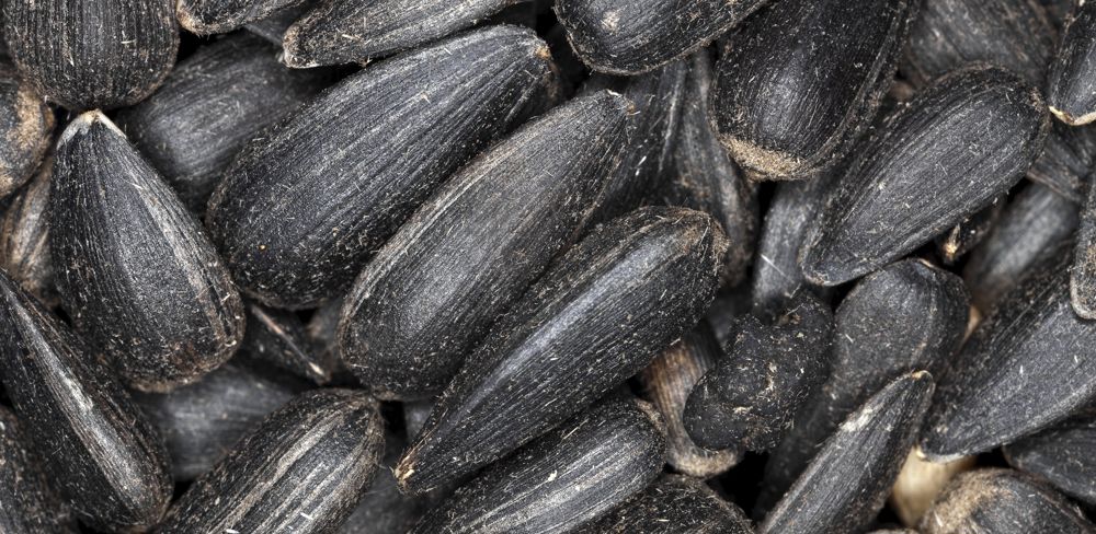 La production française de tournesol serait de 1,9 million de tonnes, soit en baisse de 2,9 %