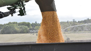 Les chantiers de récolte du maïs grain sont particulièrement précoces avec 18 jours d'avance par rapport à la moyenne des cinq dernières années. Les chantiers de récolte du maïs grain sont particulièrement précoces avec 18 jours d'avance par rapport à la moyenne des cinq dernières années.