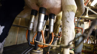 En août 2022, la collecte nationale de lait accuse un repli de 2,5 % sur un an. En août 2022, la collecte nationale de lait accuse un repli de 2,5 % sur un an.
