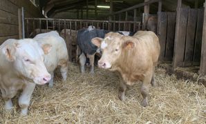 Si la certification environnementale donne accès à des débouchés supplémentaires en restauration collective, elle a aussi un coût. C'est pourquoi la Fédération nationale bovine rappelle aux éleveurs qu'il est indispensable de négocier les prestations auprès des intégrateurs. Si la certification environnementale donne accès à des débouchés supplémentaires en restauration collective, elle a aussi un coût. C'est pourquoi la Fédération nationale bovine rappelle aux éleveurs qu'il est indispensable de négocier les prestations auprès des intégrateurs.
