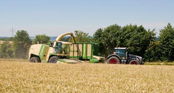 Le marché du maïs demeure particulièrement tendu
