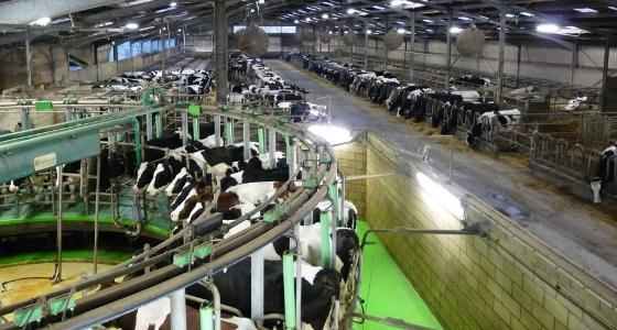 salle de traite rotative