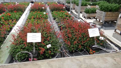 Carbon’Aura : © Photos C. THIERY