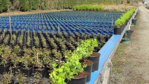 Si la demande reste soutenue, la distribution joue vraiment le made in France et les collectivités respectent leurs engagements, une ère de dynamisme s’annonce pour la pépinière. Il faudra du jeune plant pour y répondre.