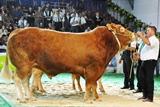Limousin