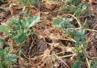 Redémarrage de colza après une forte perte de feuilles pendant l'hiver.