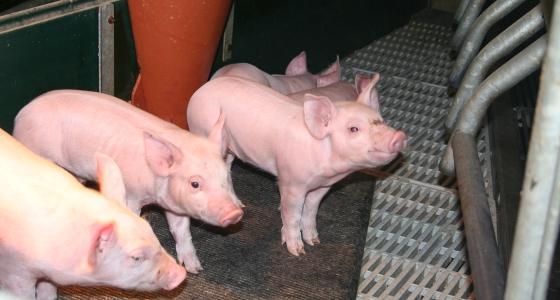 En 2011, la production porcine a dépassé les 25 millions d'animaux