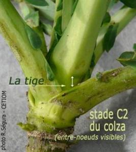 Le stade C2 se caractérise par la présence d’un étranglement vert clair à la base des nouveaux pétioles. Avant ce stade, le charançon de la tige du colza n’est pas nuisible.