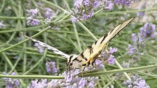 À l’origine de la baisse de diversité des pollinisateurs À l’origine de la baisse de diversité des pollinisateurs