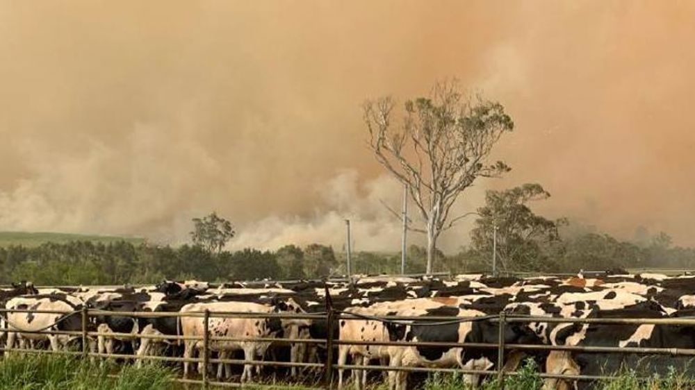 Les élevages australiens ravagés par les flammes