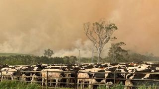 Les élevages australiens ravagés par les flammes Les élevages australiens ravagés par les flammes