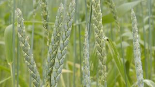 La collecte de céréales bio rebondit La collecte de céréales bio rebondit