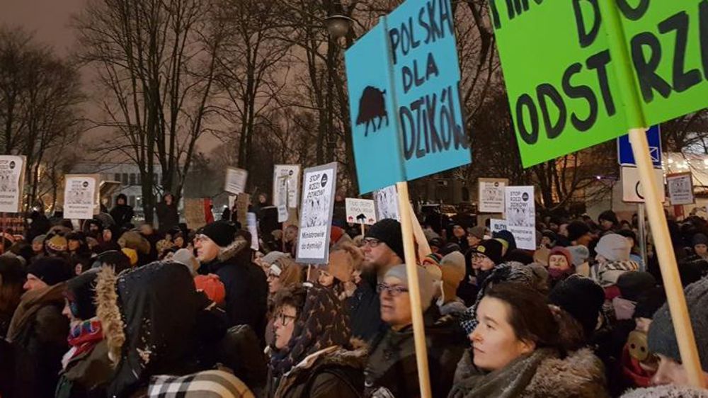 Des Polonais dénoncent le « massacre » des sangliers