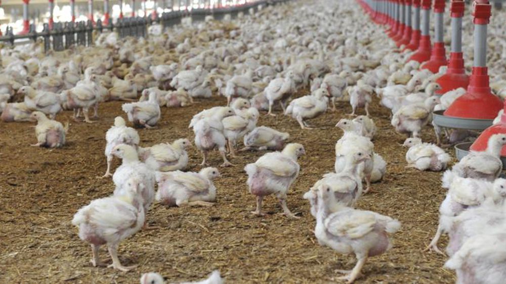 Sensible repli des abattages