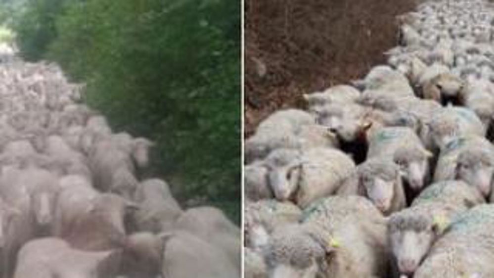 Des éleveurs fiers de l’être