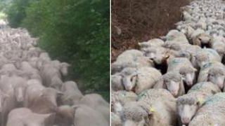 Des éleveurs fiers de l’être Des éleveurs fiers de l’être