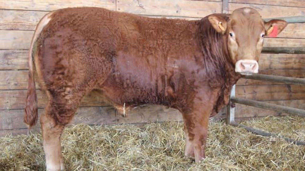 Deux taureaux limousins dépassent 10 000 €
