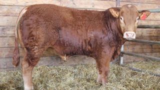 Deux taureaux limousins dépassent 10 000 € Deux taureaux limousins dépassent 10 000 €