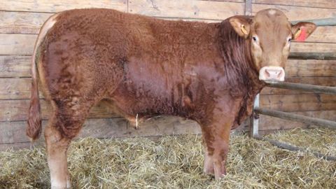 Deux taureaux limousins dépassent 10 000 € Deux taureaux limousins dépassent 10 000 €