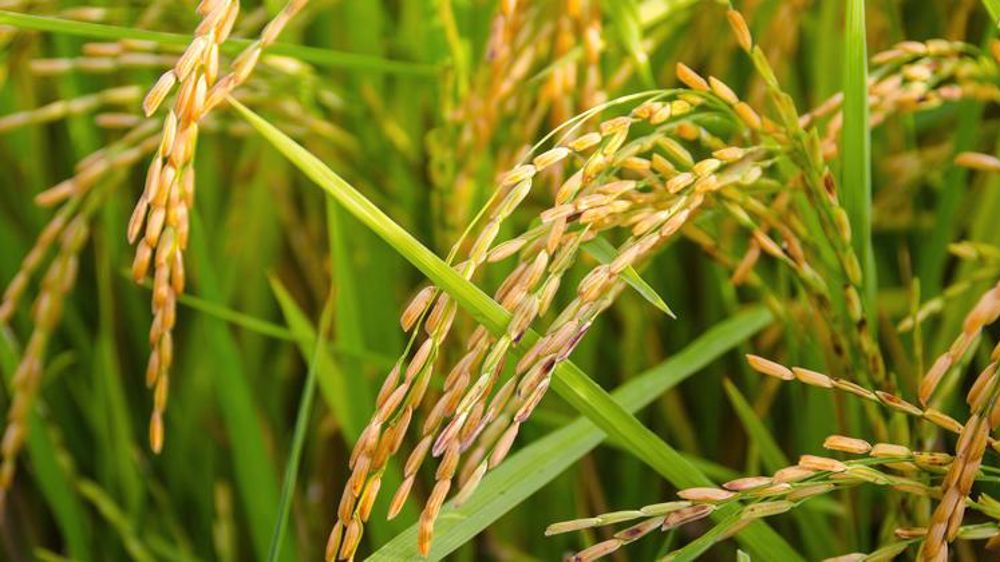 Retour des taxes sur le riz cambodgien et birman