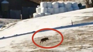Le loup rôde autour de la crèche Le loup rôde autour de la crèche