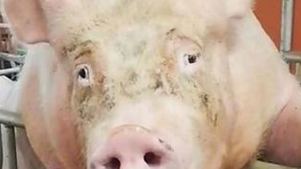 Le cochon qui voulait être mannequin