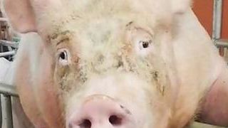 Le cochon qui voulait être mannequin Le cochon qui voulait être mannequin