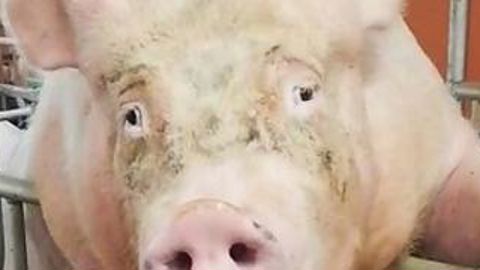 Le cochon qui voulait être mannequin Le cochon qui voulait être mannequin