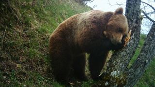 Macron en faveur des ours dans les Pyrénées, mais mieux gérés Macron en faveur des ours dans les Pyrénées, mais mieux gérés