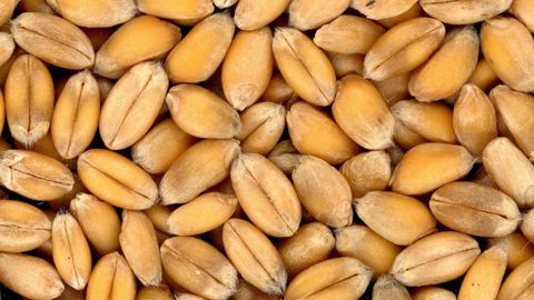 Le marché pourrait s’affoler Le marché pourrait s’affoler