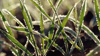 Des céréales encore mal préparées au gel Des céréales encore mal préparées au gel