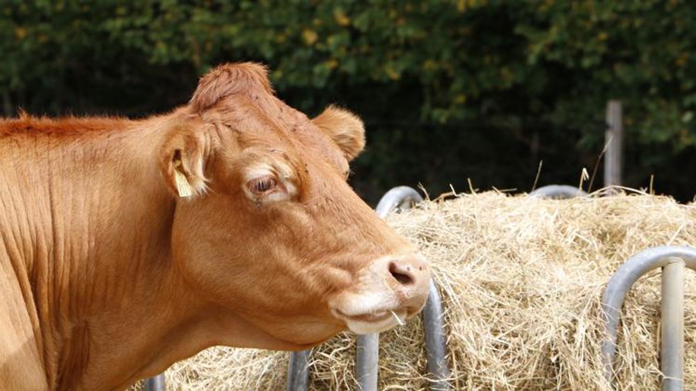 Moins de vaches et génisses à l’abattoir en 2019