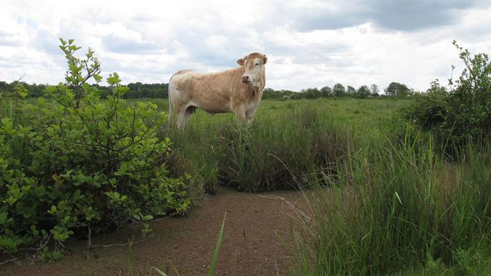 La flore française en danger