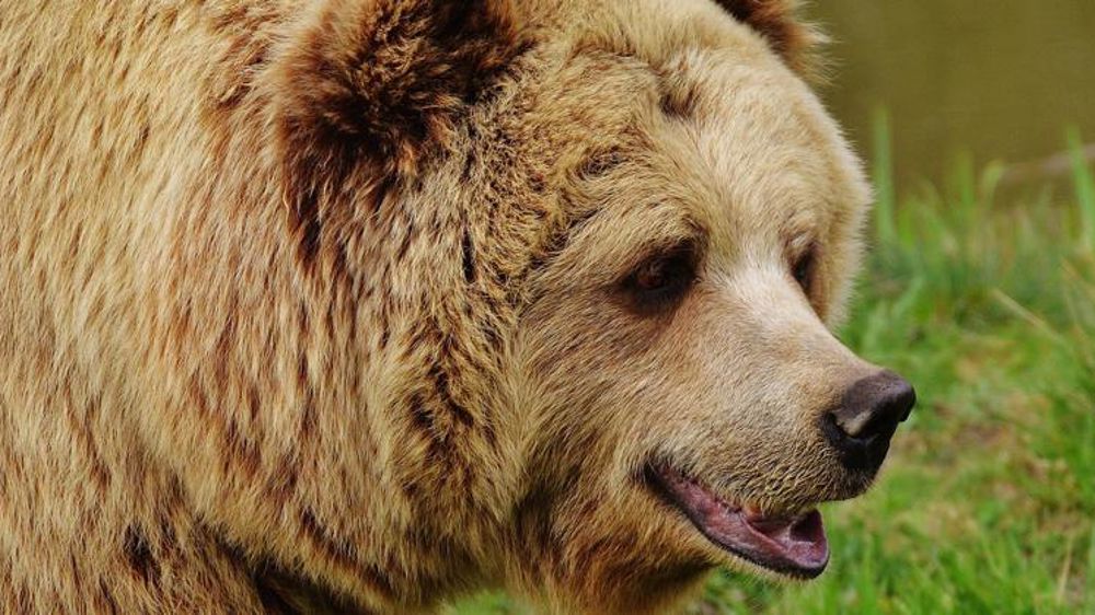 Rejet d’un recours contre la réintroduction d’ourses