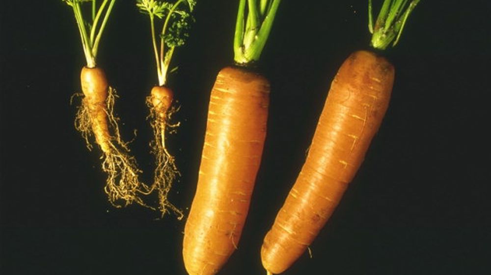 Un nouveau nématode dans la liste des dangers sanitaires