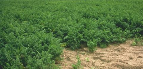 Dans les champs, la présence du nématode se manifeste par des zones de végétation irrégulière qui s’agrandissent d’une année sur l’autre si la rotation maintient une culture sensible. © BASF