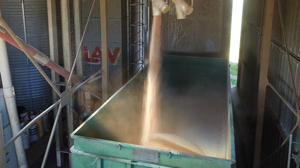 Le blé français regagne en compétitivité 