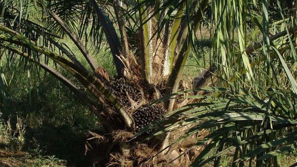 L’huile de palme, une faille dans le système européen