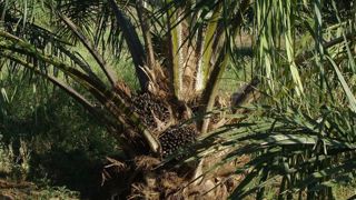 L’huile de palme, une faille dans le système européen L’huile de palme, une faille dans le système européen