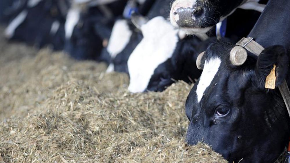 Des agriculteurs en colère déversent du fumier devant la DDT