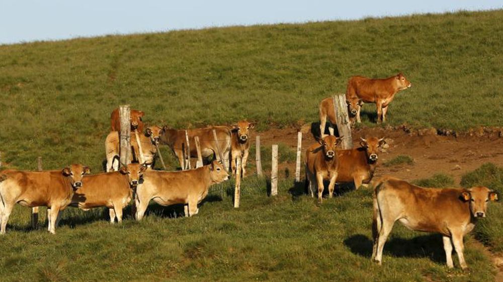 Le marché algérien de nouveau ouvert