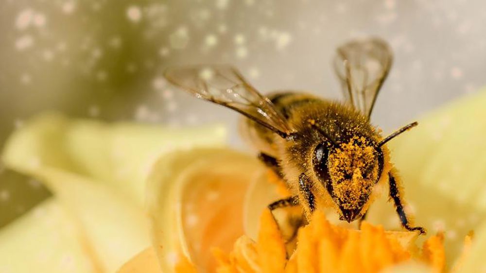 La FAO tire la sonnette d’alarme