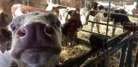 Le couple est à la tête d’un troupeau de 59 montbéliardes. © R. Aries/GFA