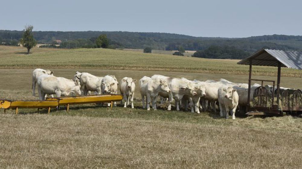 30 % de revenu en moins pour les naisseurs