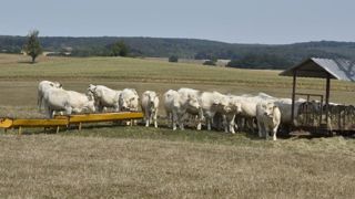 30 % de revenu en moins pour les naisseurs 30 % de revenu en moins pour les naisseurs