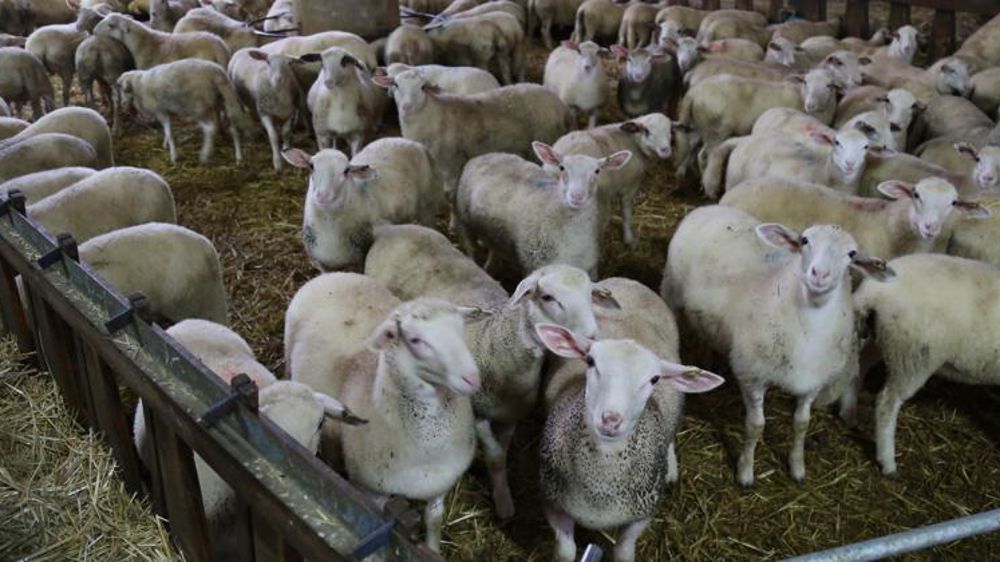 Recul des abattages des ovins de réforme